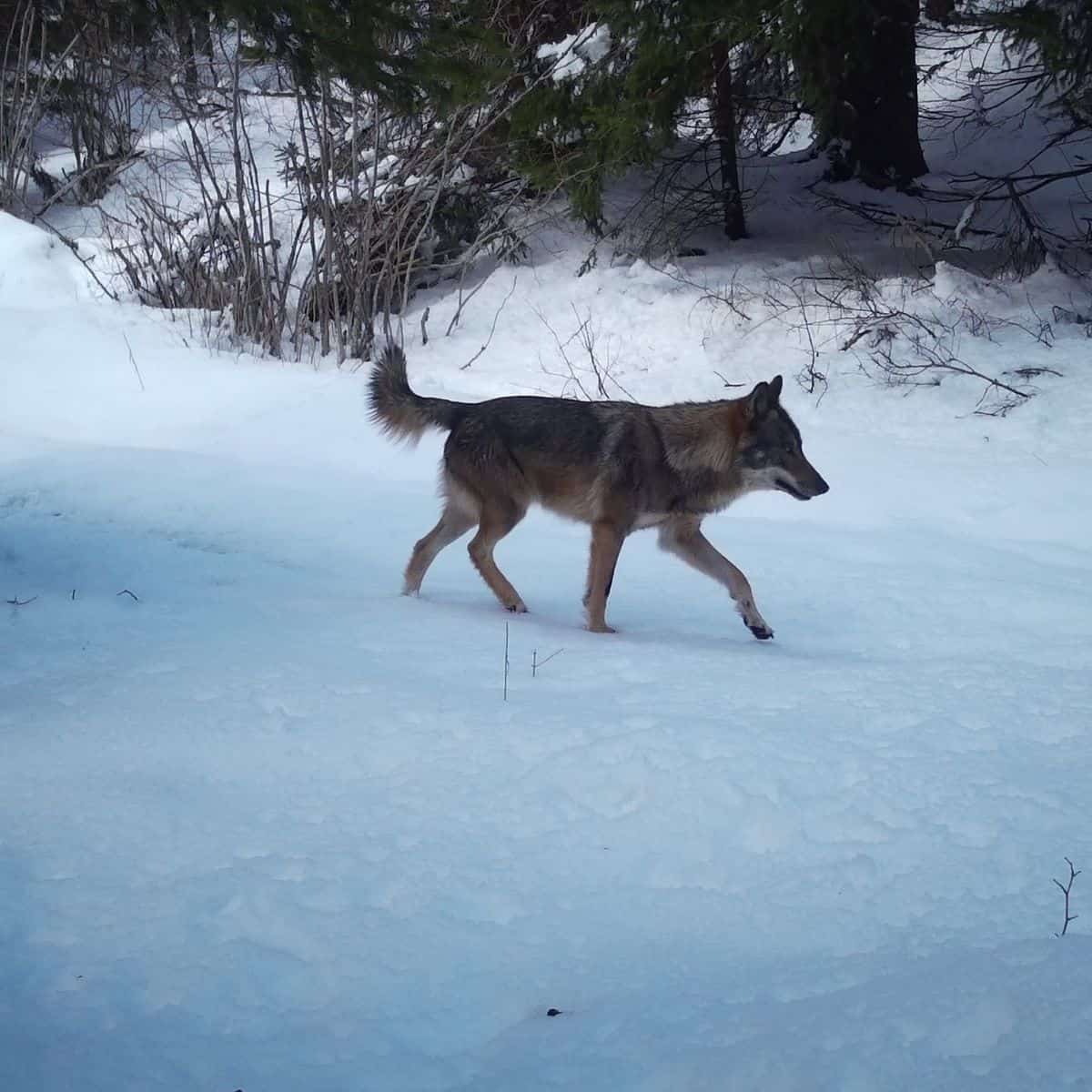 Descoperă animalele din Parcul Național Lacurile Plitvice